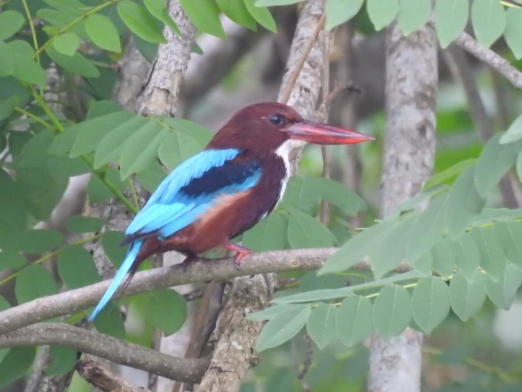 Eagles Nest Cabanas Tangalle Εξωτερικό φωτογραφία